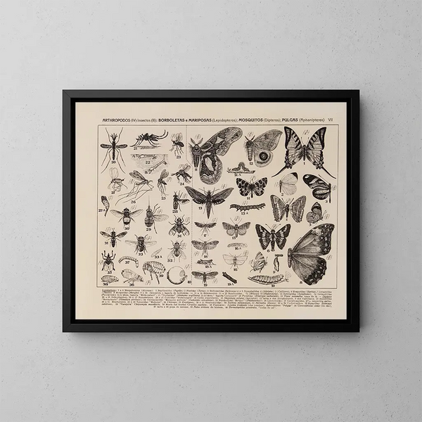 Atlas de la fauna de Brasil Pl07 - Rodolpho von Ihering — cuadro enmarcado en la pared