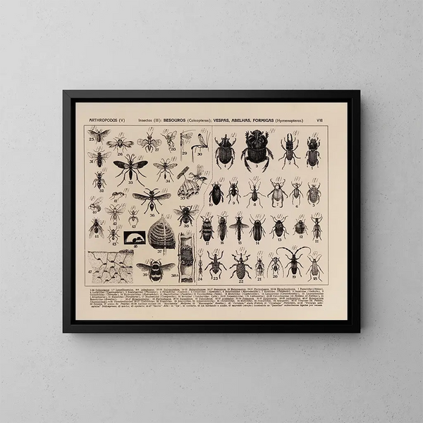 Atlas de la fauna de Brasil Pl08 - Rodolpho von Ihering — cuadro enmarcado en la pared