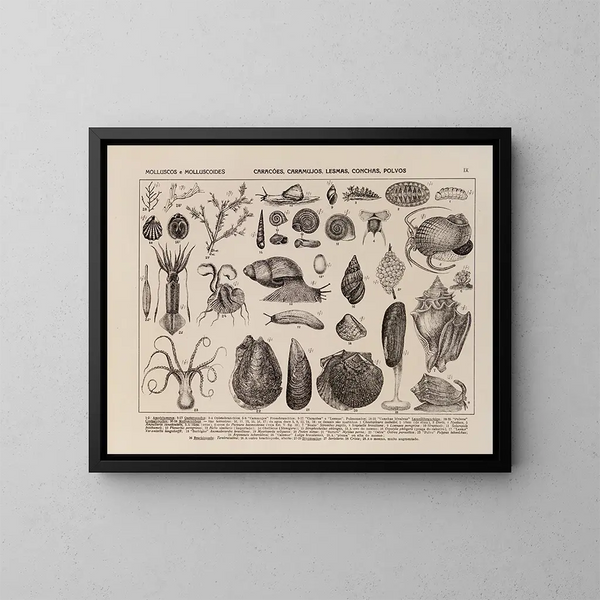 Atlas de la fauna de Brasil Pl09 - Rodolpho von Ihering — cuadro enmarcado en la pared