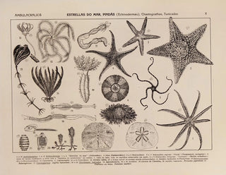 Rodolpho von Ihering - Atlas da Fauna do Brasil Pl10.webp