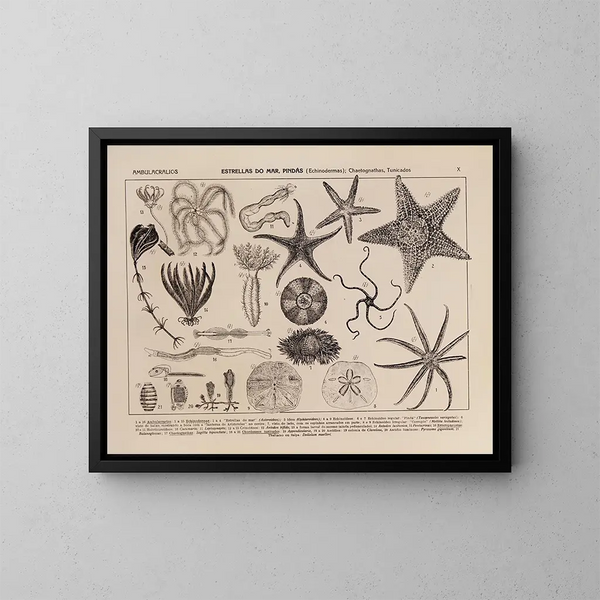 Atlas de la fauna de Brasil Pl10 - Rodolpho von Ihering — cuadro enmarcado en la pared
