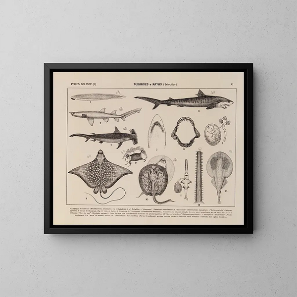 Atlas de la fauna de Brasil Pl11 - Rodolpho von Ihering — cuadro enmarcado en la pared