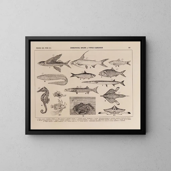 Atlas de la fauna de Brasil Pl12 - Rodolpho von Ihering — cuadro enmarcado en la pared