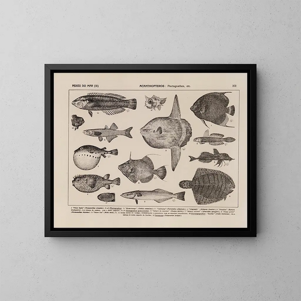 Atlas de la fauna de Brasil Pl13 - Rodolpho von Ihering — cuadro enmarcado en la pared