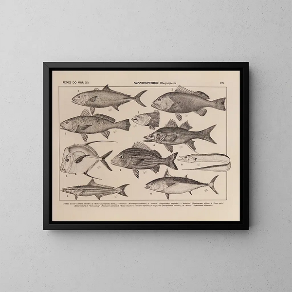 Atlas de la fauna de Brasil Pl14 - Rodolpho von Ihering — cuadro enmarcado en la pared