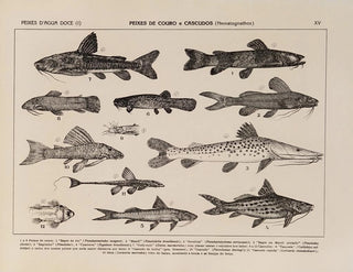 Rodolpho von Ihering - Atlas da Fauna do Brasil Pl15.webp