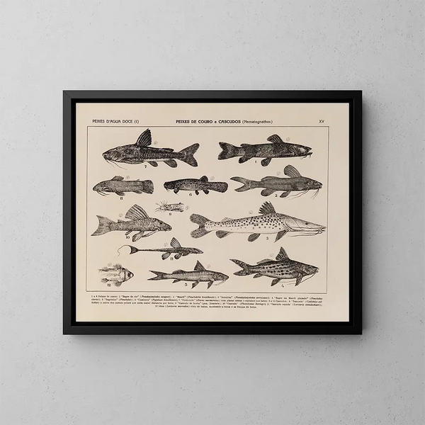 Atlas de la fauna del Brasil Pl15 - Rodolpho von Ihering — cuadro enmarcado en la pared