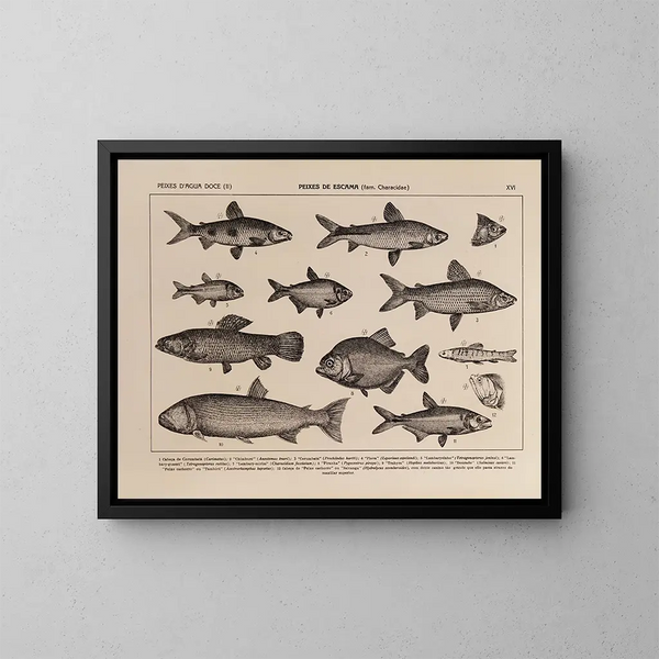 Atlas de la fauna de Brasil Pl16 - Rodolpho von Ihering — cuadro enmarcado en la pared