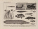 Atlas de la fauna de Brasil Pl17 - Rodolpho von Ihering — vista de la obra