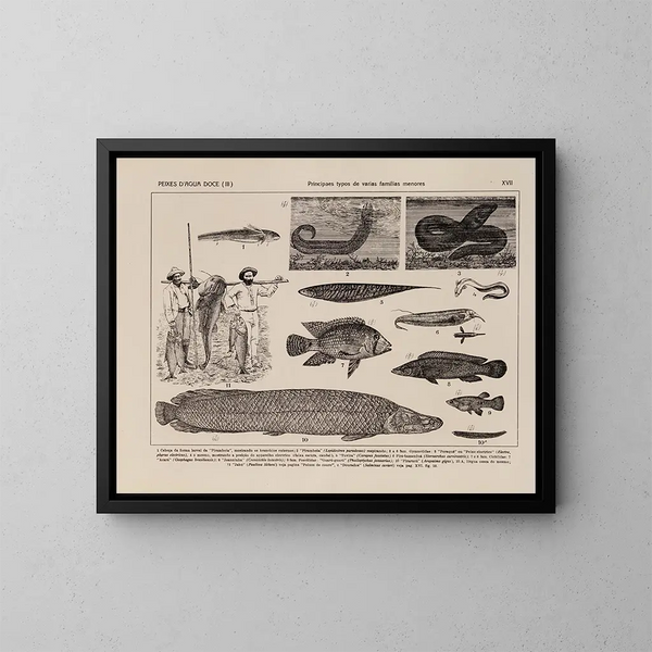 Atlas de la fauna de Brasil Pl17 - Rodolpho von Ihering — cuadro enmarcado en la pared