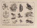 Atlas de la fauna del Brasil Pl18 - Rodolpho von Ihering — vista de la obra