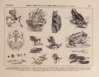 Rodolpho von Ihering - Atlas da Fauna do Brasil Pl18.webp