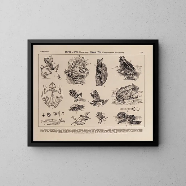 Atlas de la fauna del Brasil Pl18 - Rodolpho von Ihering — cuadro enmarcado en la pared
