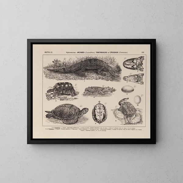Atlas de la fauna del Brasil Pl19 - Rodolpho von Ihering — cuadro enmarcado en la pared