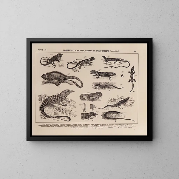 Atlas de la fauna de Brasil Pl20 - Rodolpho von Ihering — cuadro enmarcado en la pared