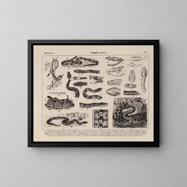 Atlas de la fauna de Brasil Pl21 - Rodolpho von Ihering — cuadro enmarcado en la pared