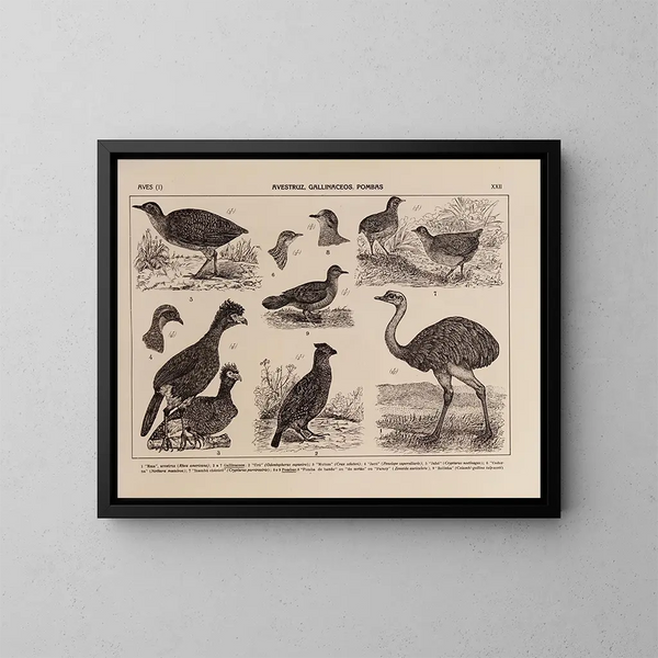 Atlas de la fauna del Brasil Pl22 - Rodolpho von Ihering — cuadro enmarcado en la pared