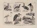 Atlas de la fauna del Brasil Pl23 - Rodolpho von Ihering — vista de la obra