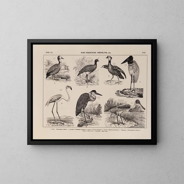 Atlas de la fauna del Brasil Pl23 - Rodolpho von Ihering — cuadro enmarcado en la pared