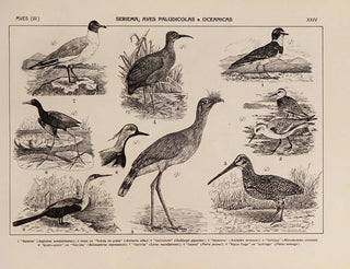 Rodolpho von Ihering - Atlas da Fauna do Brasil Pl24.webp