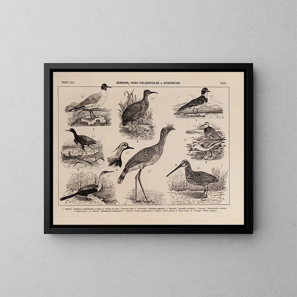 Atlas de la fauna del Brasil Pl24 - Rodolpho von Ihering — cuadro enmarcado en la pared
