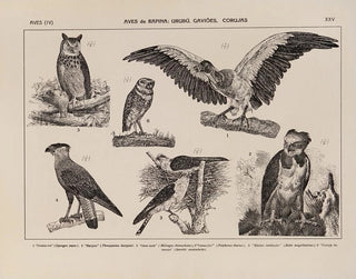 Rodolpho von Ihering - Atlas da Fauna do Brasil Pl25.webp