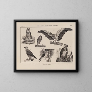 Rodolpho von Ihering - Atlas da Fauna do Brasil Pl25.webp