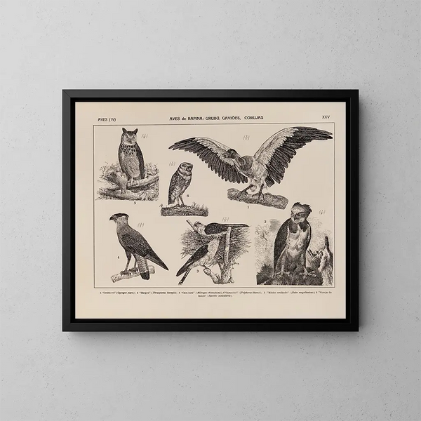 Atlas de la fauna de Brasil Pl25 - Rodolpho von Ihering — cuadro enmarcado en la pared