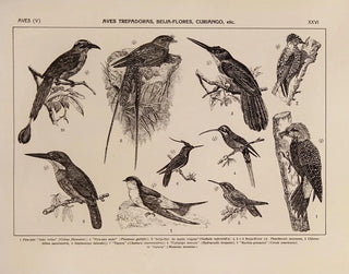 Rodolpho von Ihering - Atlas da Fauna do Brasil Pl26.webp