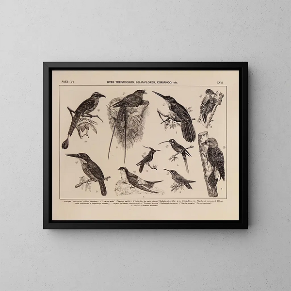 Atlas de la fauna de Brasil Pl26 - Rodolpho von Ihering — cuadro enmarcado en la pared