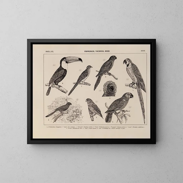 Atlas de la fauna del Brasil Pl27 - Rodolpho von Ihering — cuadro enmarcado en la pared
