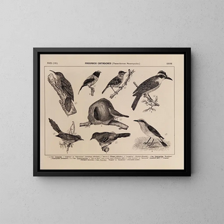 Rodolpho von Ihering - Atlas da Fauna do Brasil Pl28.webp