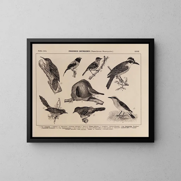 Atlas de la fauna de Brasil Pl28 - Rodolpho von Ihering — cuadro enmarcado en la pared