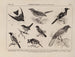 Atlas de la fauna de Brasil Pl29 - Rodolpho von Ihering — vista de la obra