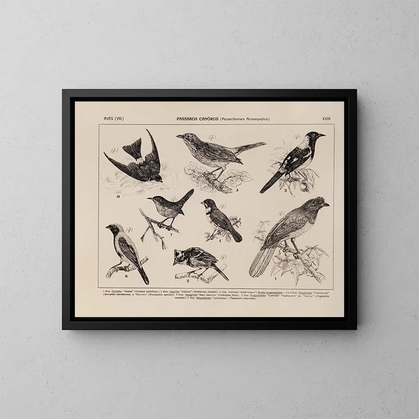 Atlas de la fauna de Brasil Pl29 - Rodolpho von Ihering — cuadro enmarcado en la pared