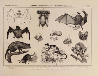 Rodolpho von Ihering - Atlas da Fauna do Brasil Pl30.webp
