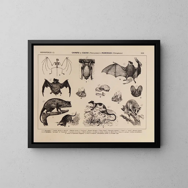 Atlas de la fauna de Brasil Pl30 - Rodolpho von Ihering — cuadro enmarcado en la pared