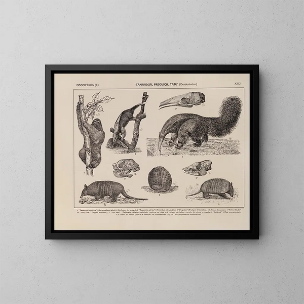 Atlas de la fauna de Brasil Pl31 - Rodolpho von Ihering — cuadro enmarcado en la pared