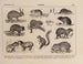 Atlas de la fauna de Brasil Pl32 - Rodolpho von Ihering — vista de la obra
