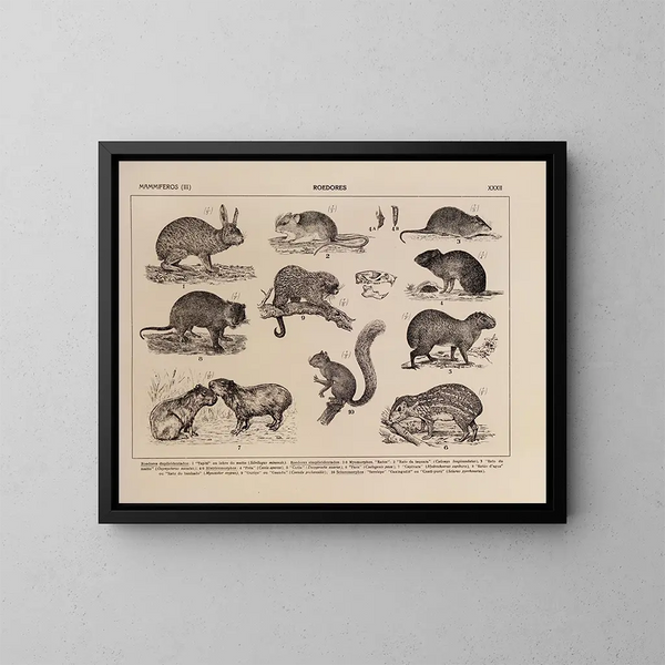 Atlas de la fauna de Brasil Pl32 - Rodolpho von Ihering — cuadro enmarcado en la pared