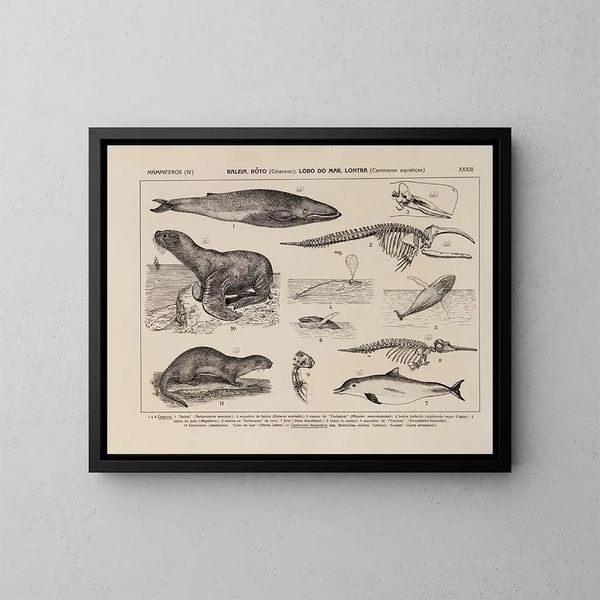 Atlas de la fauna de Brasil Pl33 - Rodolpho von Ihering — cuadro enmarcado en la pared