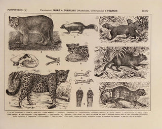 Rodolpho von Ihering - Atlas da Fauna do Brasil Pl34.webp