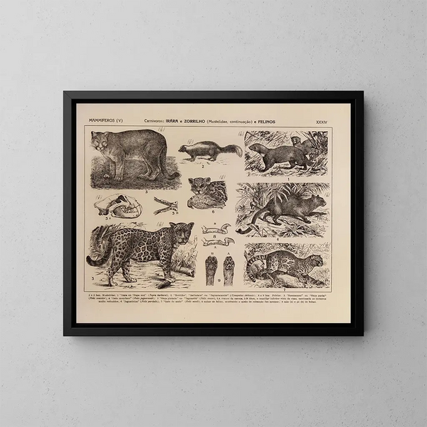 Atlas de la fauna de Brasil Pl34 - Rodolpho von Ihering — cuadro enmarcado en la pared