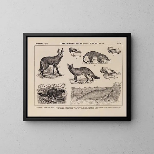 Atlas de la fauna de Brasil Pl35 - Rodolpho von Ihering — cuadro enmarcado en la pared
