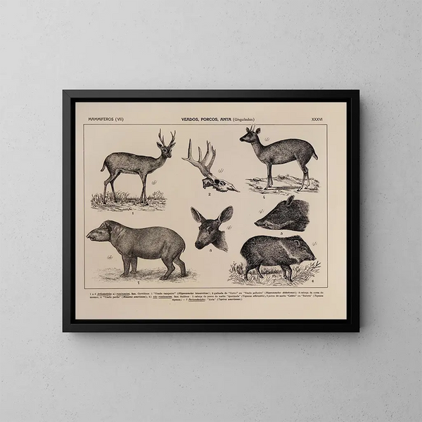 Atlas de la fauna del Brasil Pl36 - Rodolpho von Ihering — cuadro enmarcado en la pared