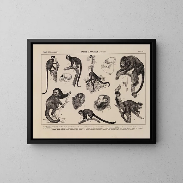 Atlas de la fauna de Brasil Pl37 - Rodolpho von Ihering — cuadro enmarcado en la pared