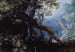 Bosque con ciervos - Roelandt Savery — vista de la obra