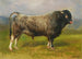 El toro gris - Rosa Bonheur — vista de la obra