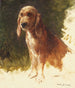 Estudio de un perro - Rosa Bonheur — vista de la obra