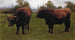 Dos toros pastando - Rosa Bonheur — vista de la obra